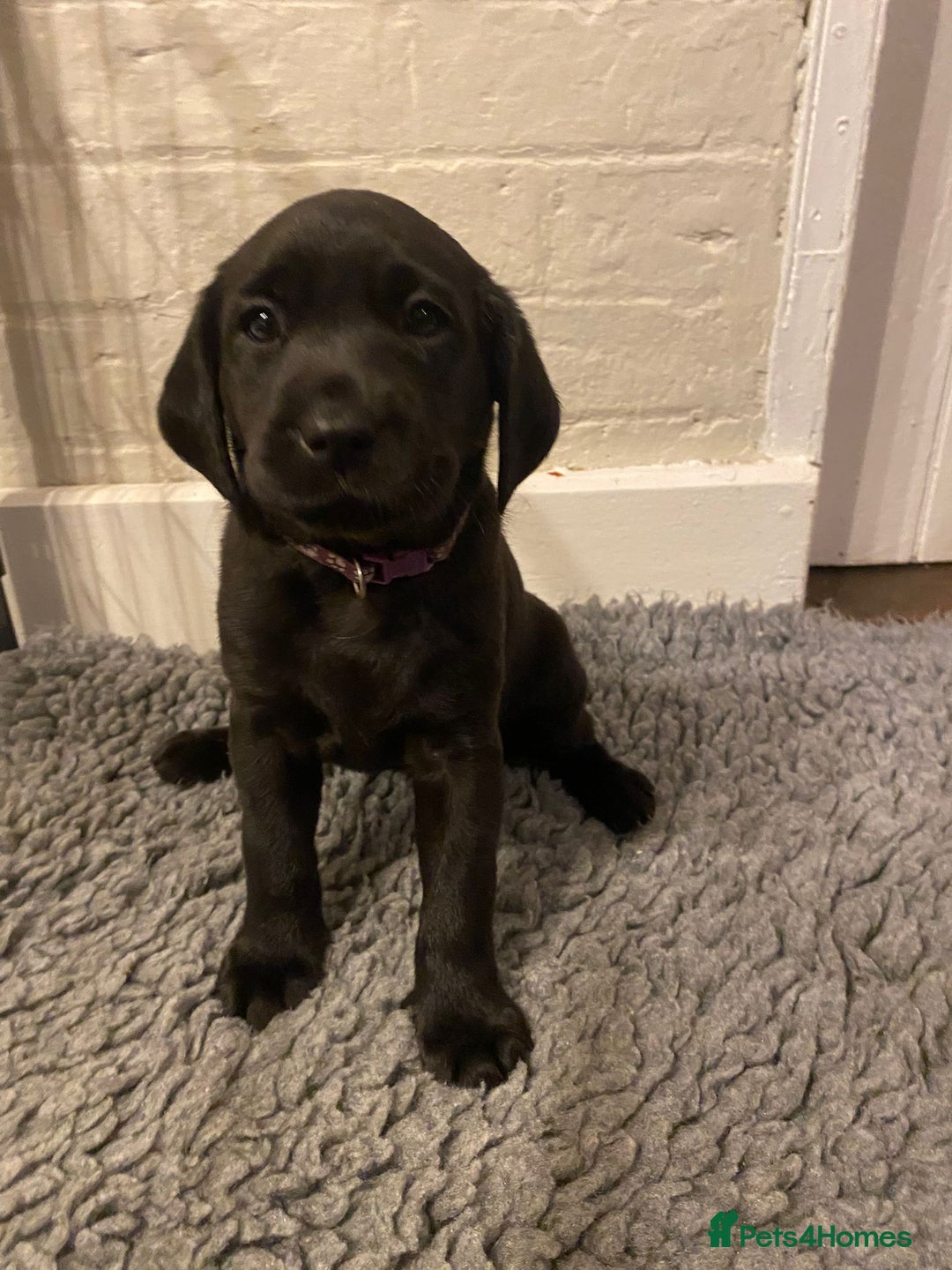 Labrador Retriever dogs for sale: Labrador Retriever – KC Registered - Image 12