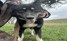Mixed Breed dogs for adoption: Renato - Norwich Norfolk  - Image 14