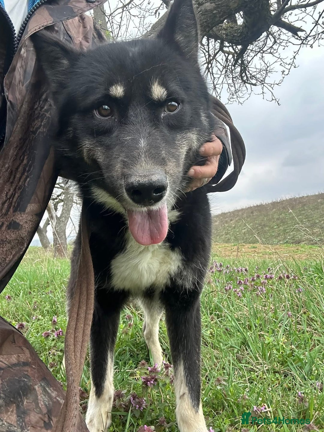 Mixed Breed dogs for adoption: Renato - Norwich Norfolk  - Image 14