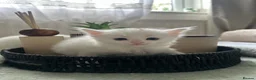 Mixed Breed cats for sale:  Beautiful Kittens Looking for a Forever Homes 🐾 - Advert 5
