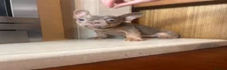 French Bulldog dogs for sale: French bull dog puppies in Manchester - Advert 6