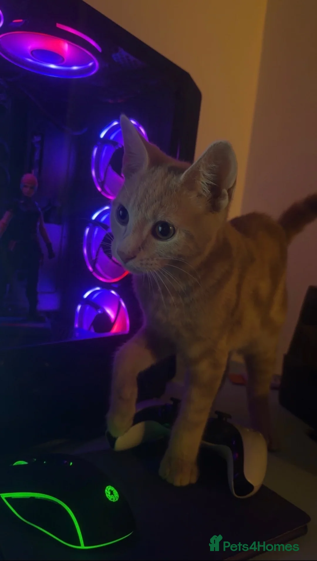 Mixed Breed cats for sale: Bengal cross beige kitten - Advert 11