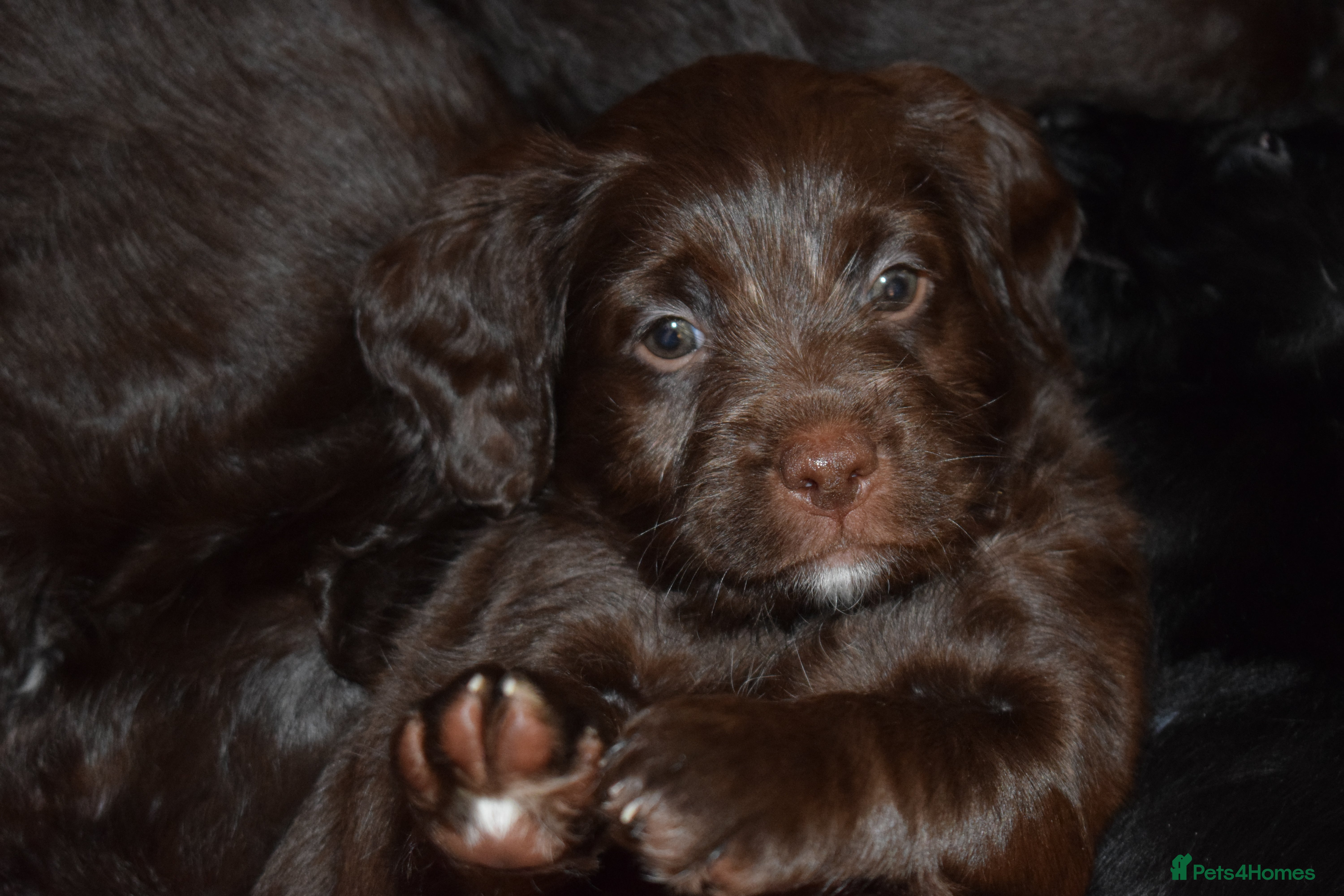 Mixed Breed dogs ✨FHT🧬Clear Aussie Labradoodles✨ - Advert 6