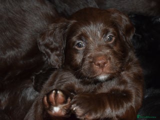 Mixed Breed dogs ✨FHT🧬Clear Aussie Labradoodles✨ - Advert 6