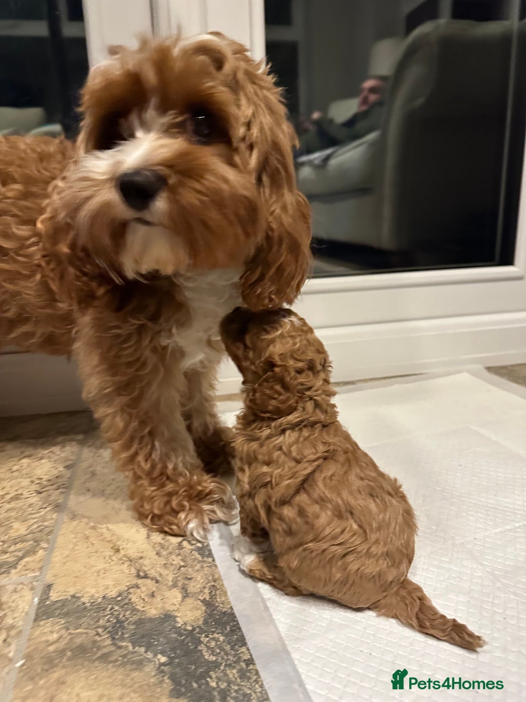 Cavapoo dogs for sale: Cavapoo f2 puppies  - Advert 2