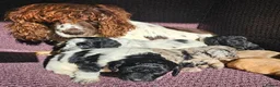 Cockapoo dogs for sale: F1 Cockerapoo puppies  - Advert 2