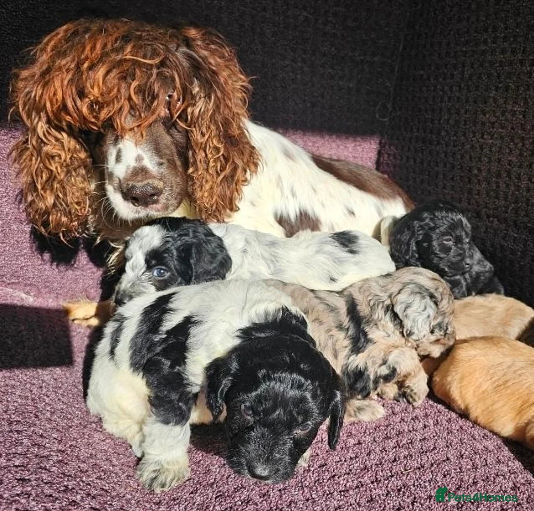 Cockapoo dogs for sale: F1 Cockerapoo puppies  - Advert 2