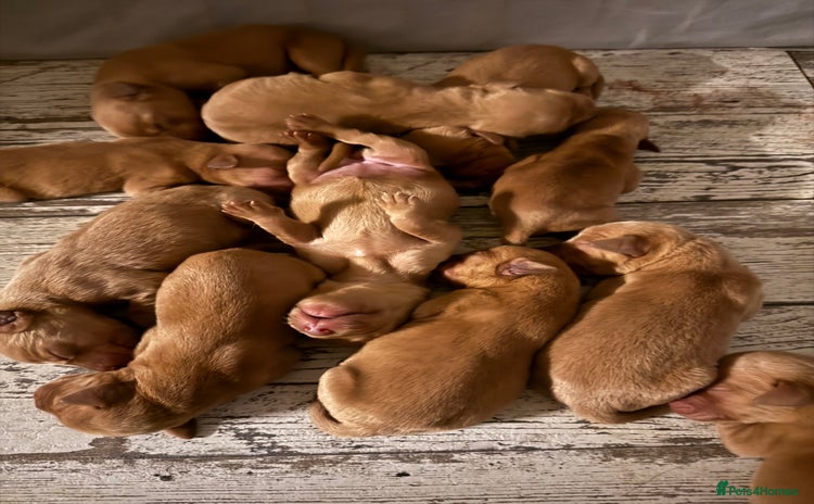 Labrador Retriever dogs - Advert 9