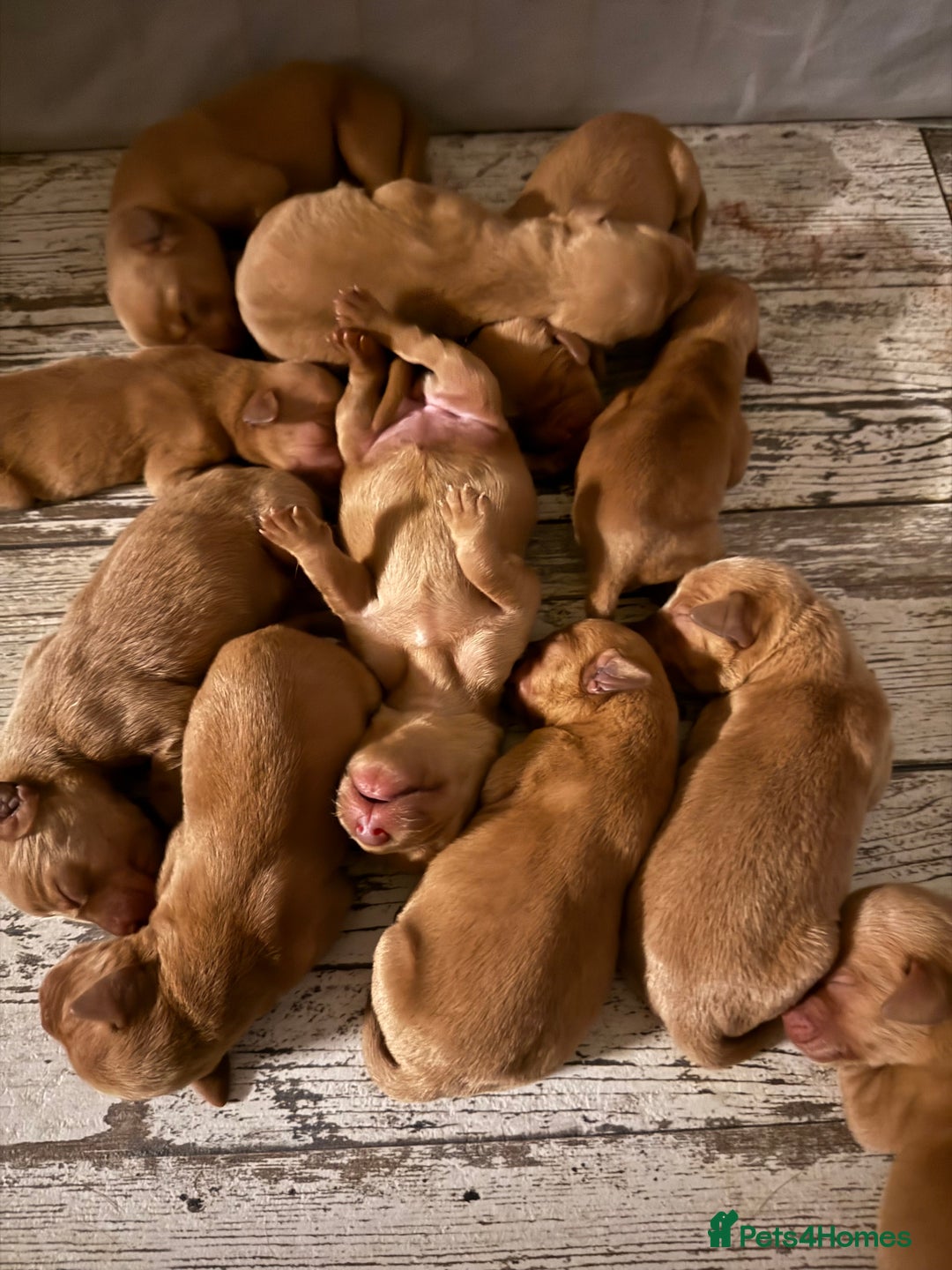 Labrador Retriever dogs for sale: Fox Red Labradors - Image 1