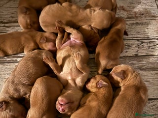 Labrador Retriever dogs - Advert 2