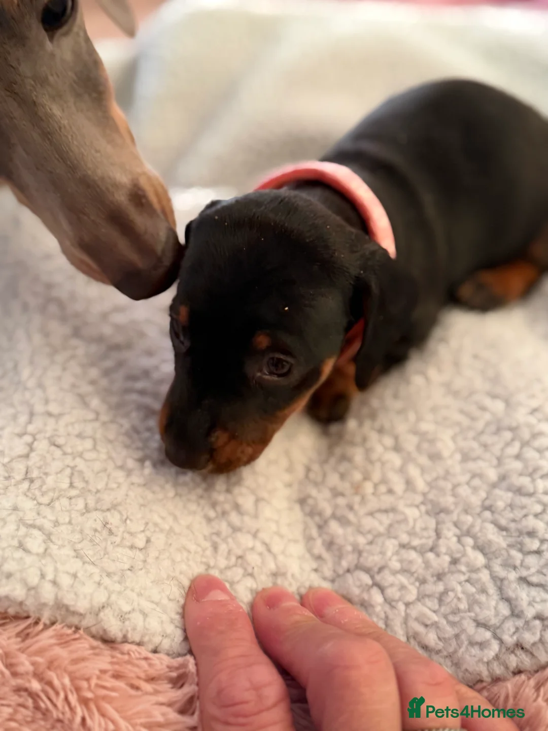 Dachshund dogs for sale: Dachshund  - Advert 8