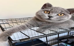British Shorthair cats for sale: GCCF Blue British Shorthair girl available 🇬🇧 in Birmingham - Image 3