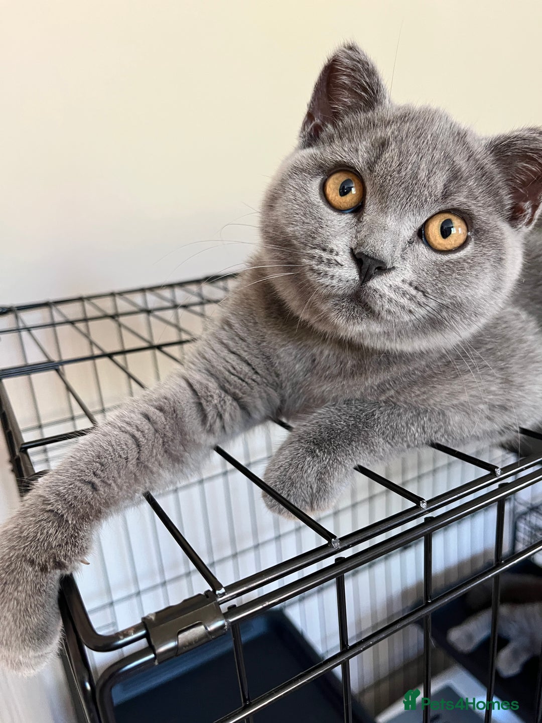British Shorthair cats for sale: GCCF Blue British Shorthair girl available 🇬🇧 in Birmingham - Image 3
