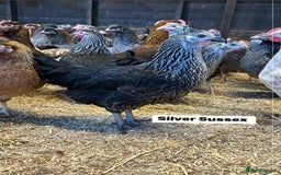 Chickens poultry for sale: Point of lay fully vaccinated Hens, lots of breeds - Image 2