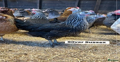 Chickens poultry - Advert 2