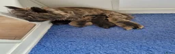 Cairn Terrier dogs for sale: Beautifully cute puppies. - Advert 6