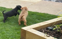 Mixed Breed dogs for sale: Working Lakeland x Patterdale  - Image 18