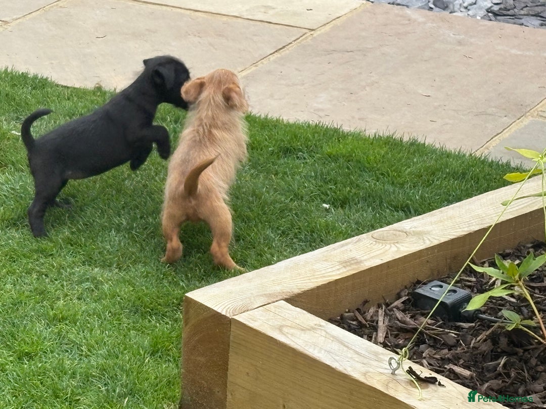 Mixed Breed dogs for sale: Working Lakeland x Patterdale  - Image 18
