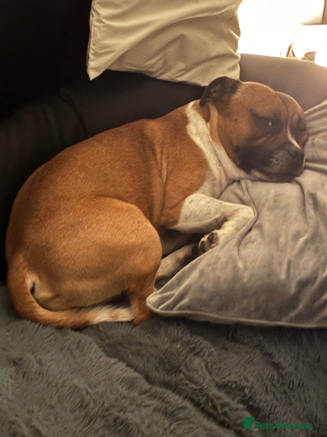 Staffordshire Bull Terrier dogs for stud: Proven Staffordshire Bull Terrier for Stud  - Image 31