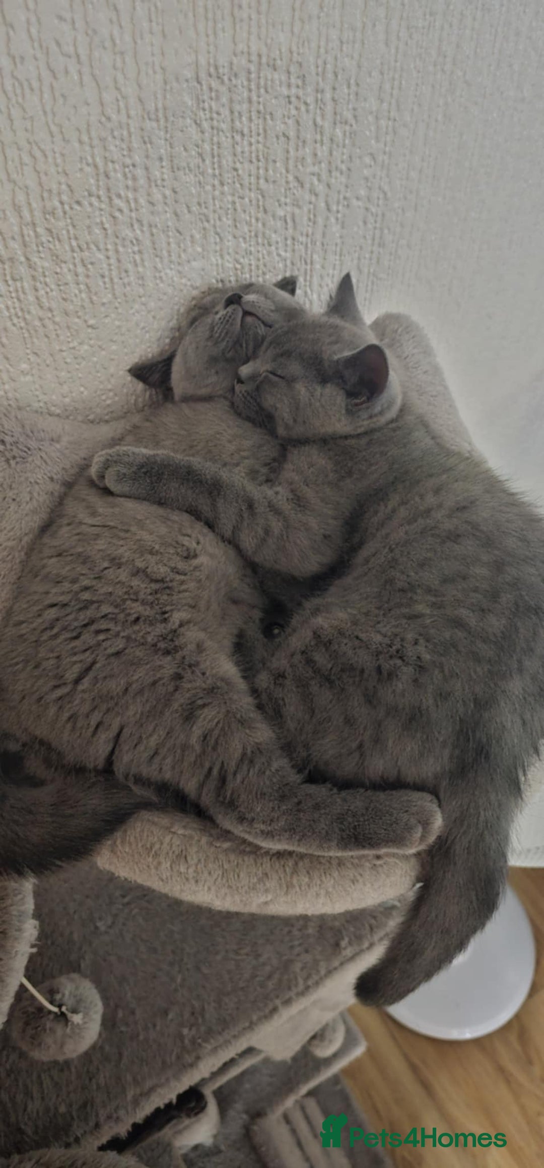 British Shorthair cats for sale: British Shorthair kitten(girl)  - Image 3