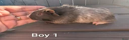 Guinea Pig rodents for sale: Baby funky pet boars  - Advert 7