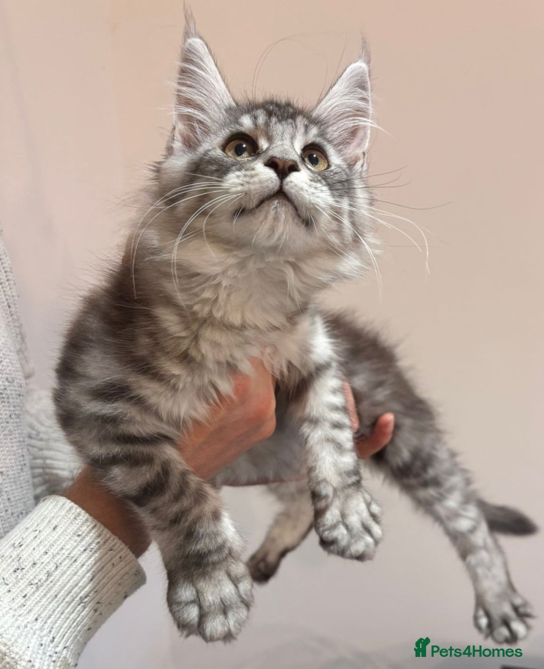 Maine Coon cats for sale: 💕5 TICA registered DNA CLEAR💕  - Image 14