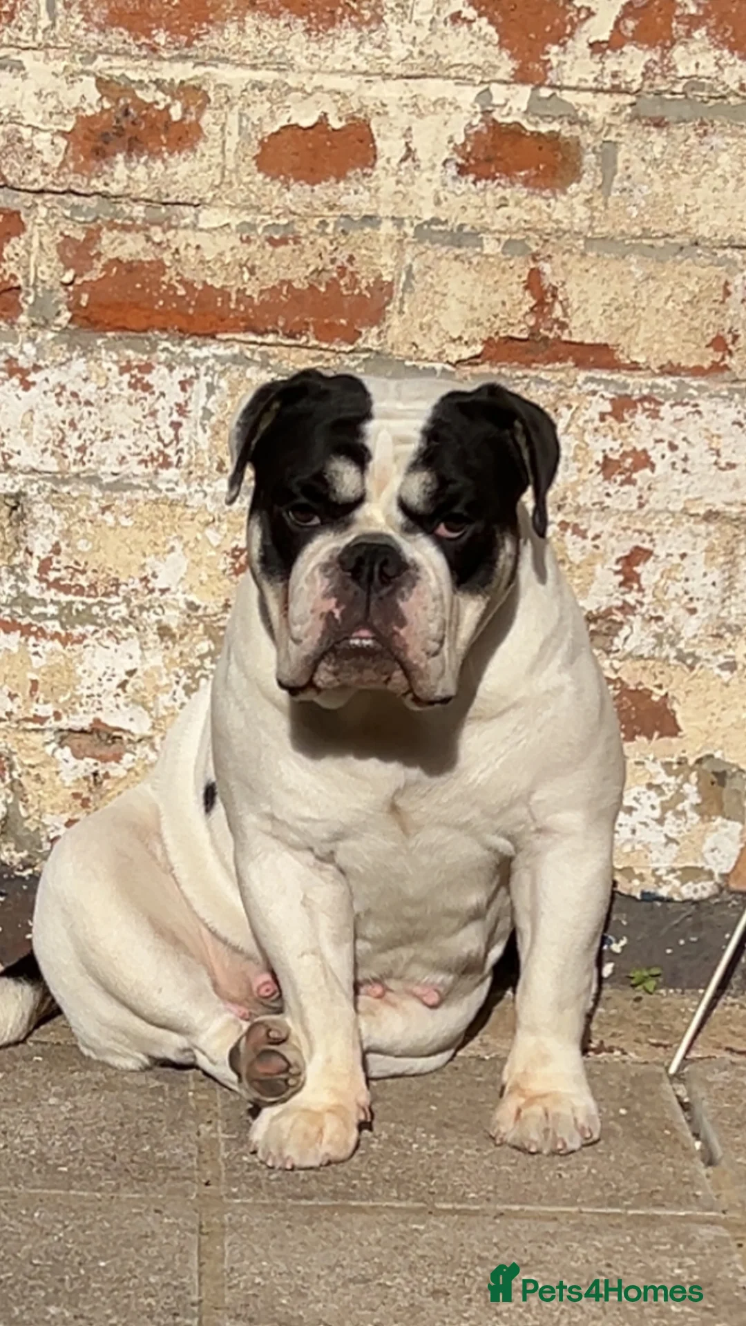 Olde English Bulldogge dogs for sale: Olde tyme English bulldog in Leicester - Advert 6