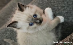 Ragdoll cats for sale: Stunning ragdoll kittens  - Image 3