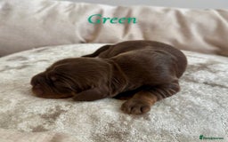 Cocker Spaniel dogs for sale: Top Quality KC Registered Show Cocker Spaniels - Image 5
