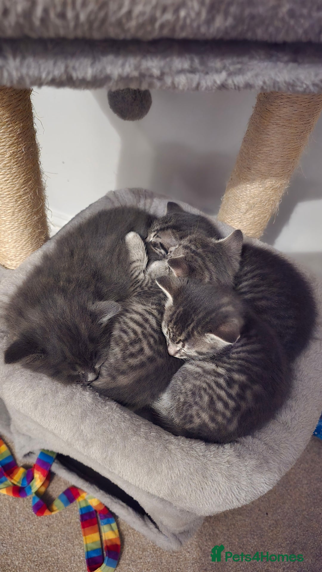 Mixed Breed cats for sale: 🐾 Beautiful Kittens Available 🐾 - Advert 15