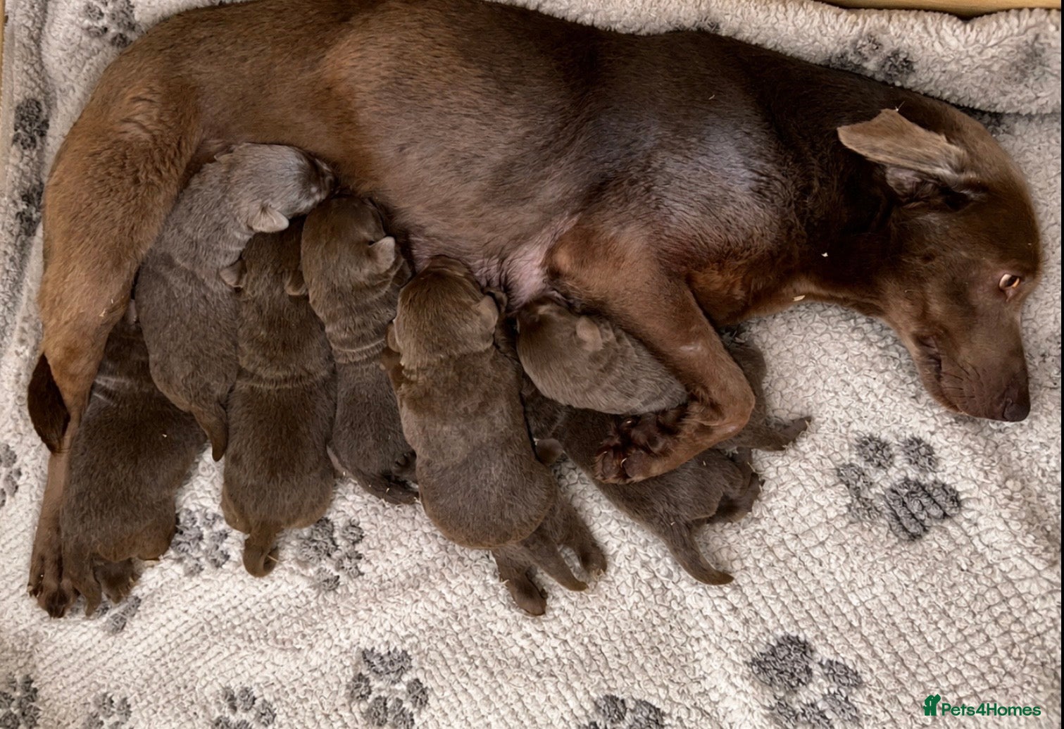 Labrador Retriever dogs Stunning Silver Labrador Pups  - Advert 2