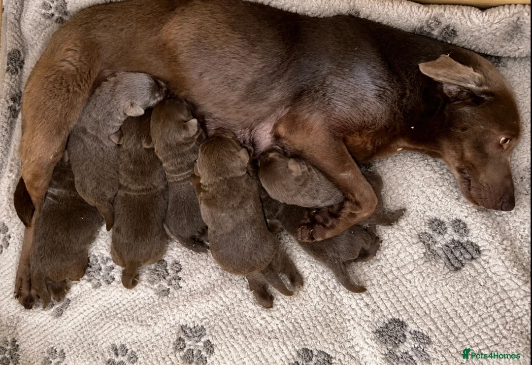 Labrador Retriever dogs for sale: Stunning Silver Labrador Pups  in Poole - Advert 1