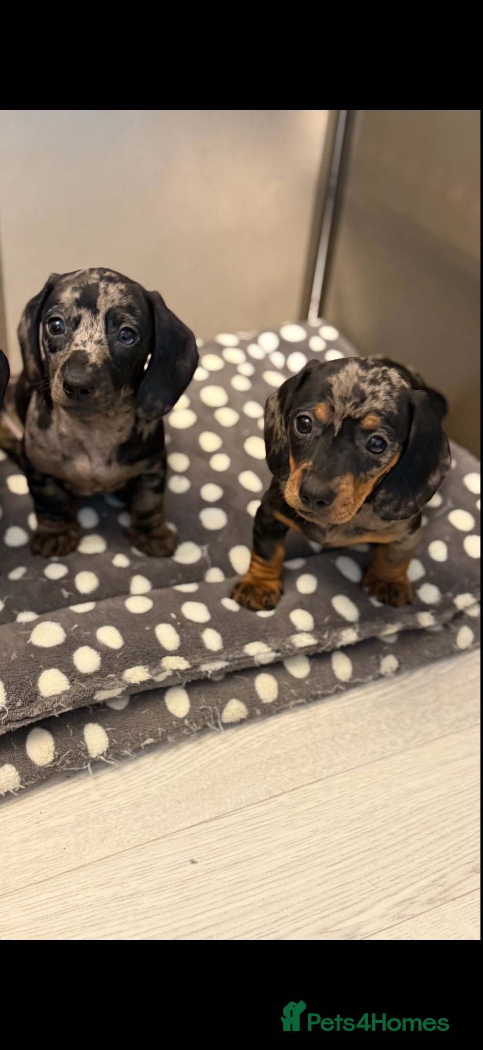 Miniature Dachshund dogs Ministure dachshund  - Advert 5