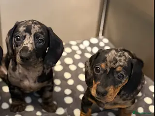 Miniature Dachshund dogs Ministure dachshund - Advert 7