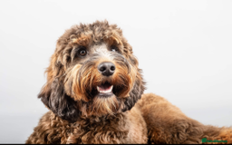 Cockapoo dogs for sale: Beautiful F2 Cockapoo Puppies  - Image 7