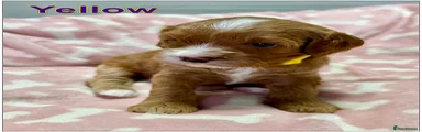 4. Yellow - Cavapoo Puppy