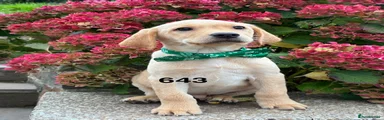 Labrador Retriever 5