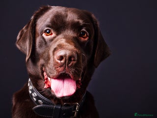 Labrador Retriever dogs in Shrewsbury - Advert 19