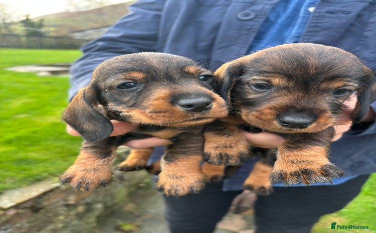 Dachshund dogs Dachshund Puppies (wirehaired) - Advert 6