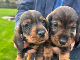 Dachshund dogs Dachshund Puppies (wirehaired) - Advert 8