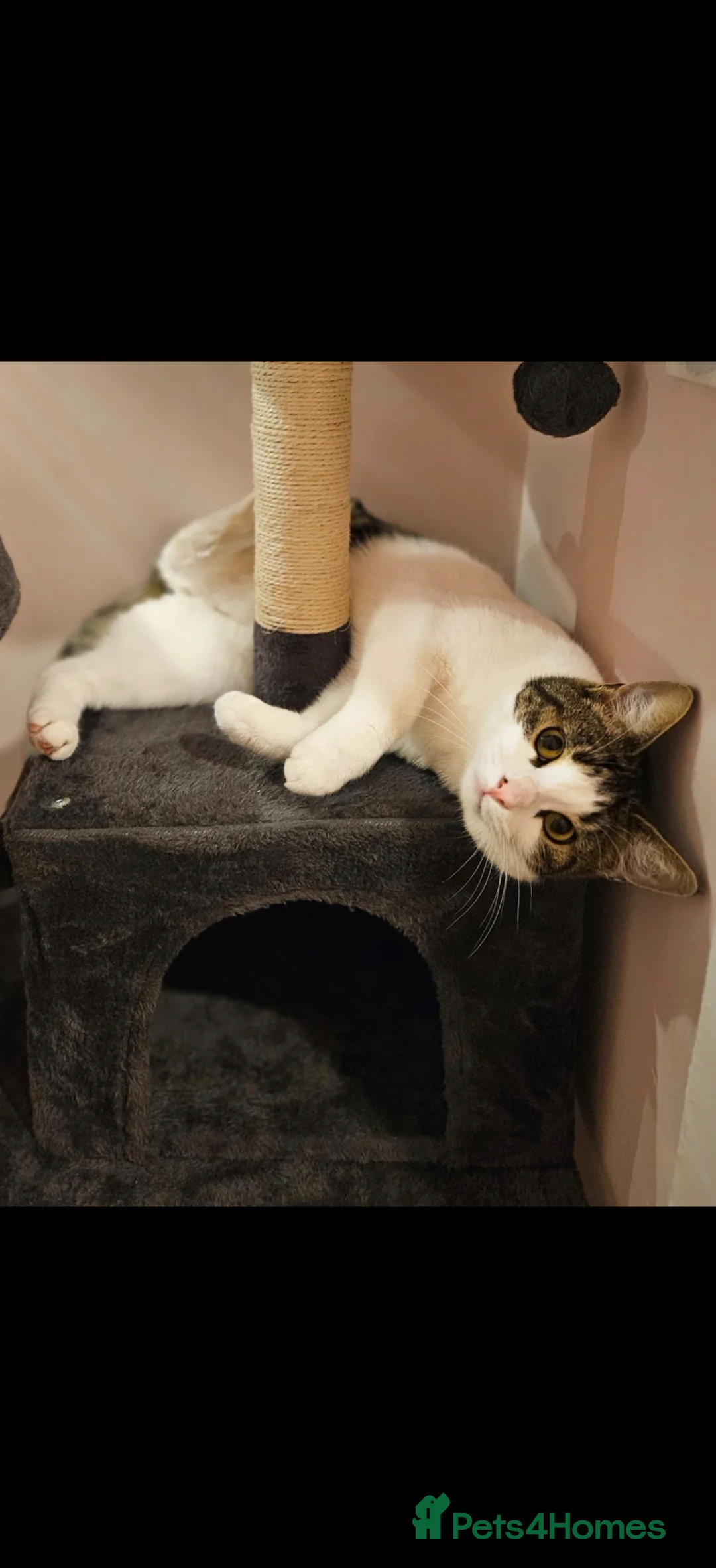 Mixed Breed cats for sale: Buddy is looking for a forever home - Advert 2