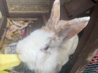 Lionhead rabbits - Advert 18