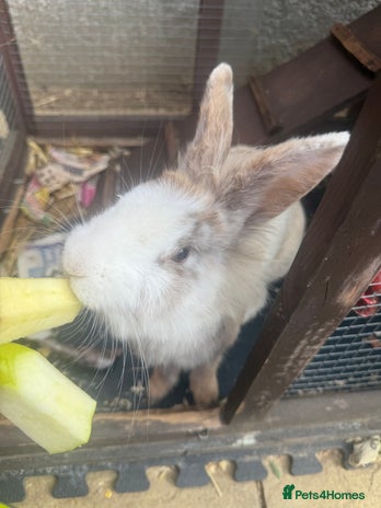 Lionhead rabbits - Advert 17