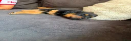 Rottweiler dogs for sale: Gorgeous 9 week Rottweiler puppy in Luton - Advert 2