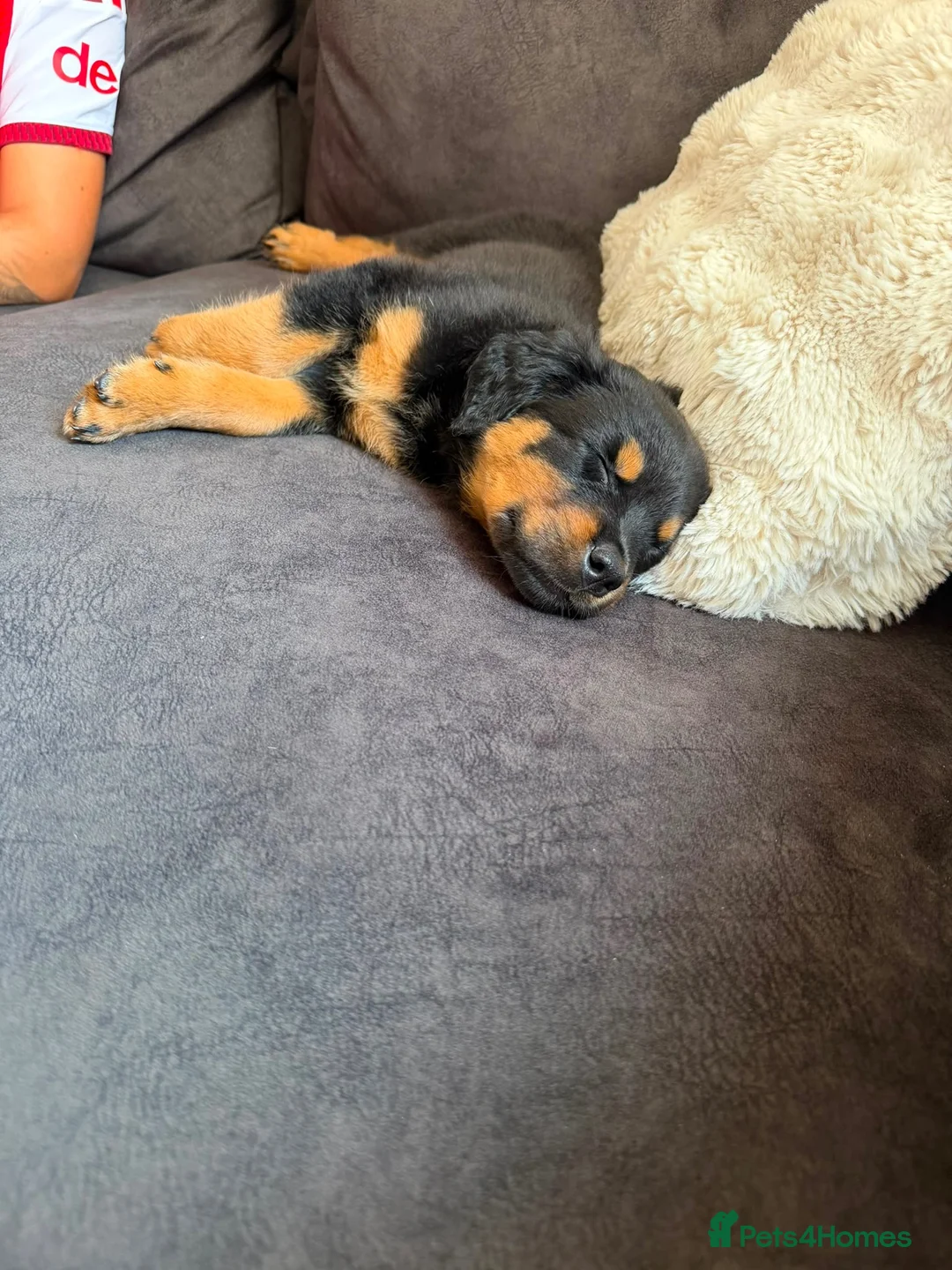Rottweiler dogs for sale: Gorgeous 9 week Rottweiler puppy in Luton - Advert 2