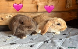 Mini Lop rabbits for sale: 4 beautiful mini lop babies  - Image 13