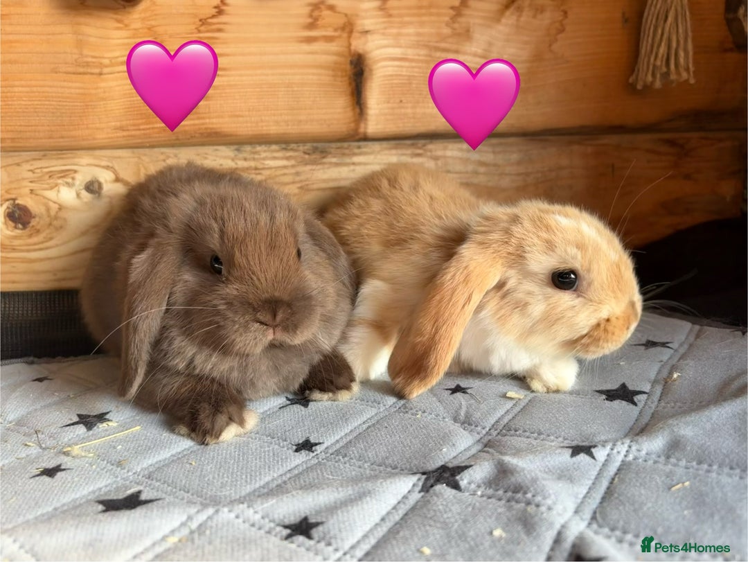 Mini Lop rabbits for sale: 4 beautiful mini lop babies  - Image 13