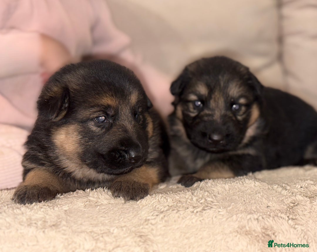 German Shepherd dogs for sale: Family reared GSD pups.  - Advert 36