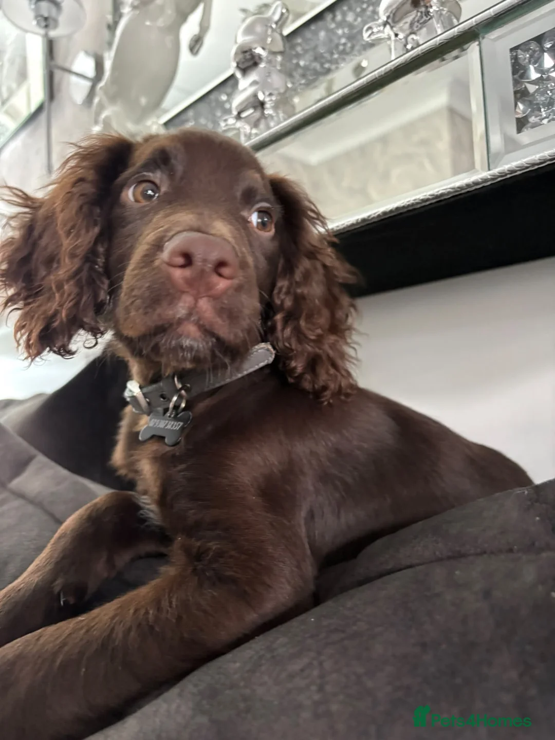 Cocker Spaniel dogs for sale: Cocker spaniel puppy - Advert 4