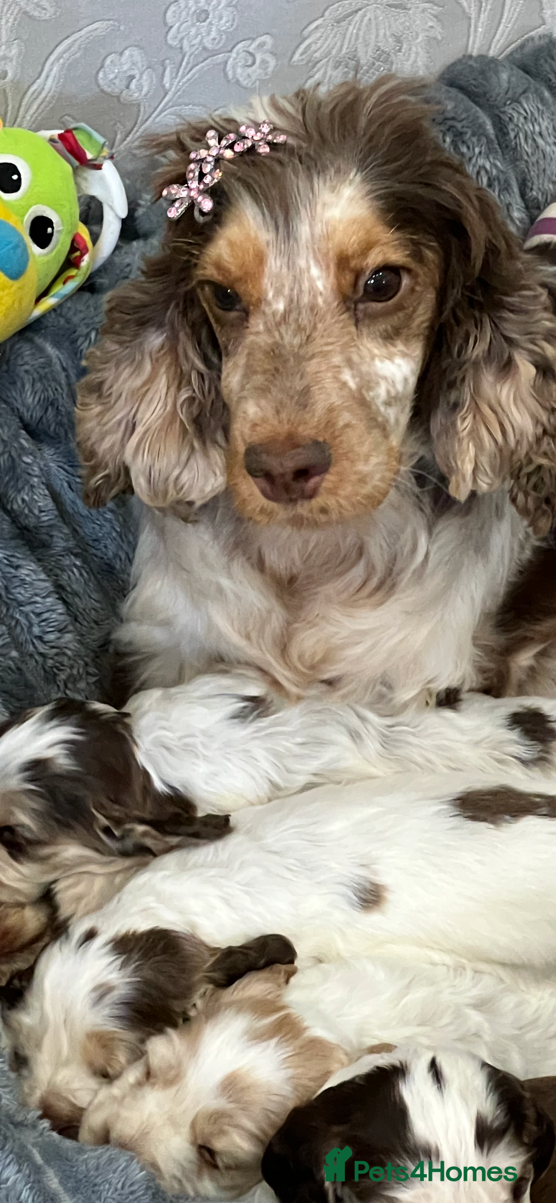 Cocker Spaniel dogs for sale: True show cocker spaniel pups  - Image 11